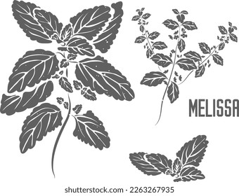 Las hojas de Melissa officinalis y la silueta vectorial de las flores. Esquema herbario medicinal de Melissae. El bálsamo de limón deja silueta para productos farmacéuticos y cocina. Un conjunto de líneas de la planta de Melissa.