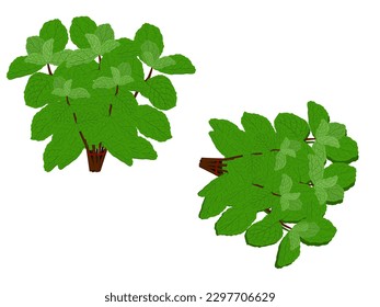 Melissa officinalis on white background.
