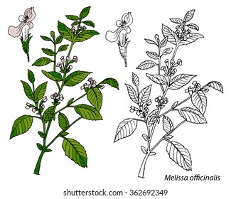 Melissa officinalis Vector  illustration. Hand drawn. Medicinal plants