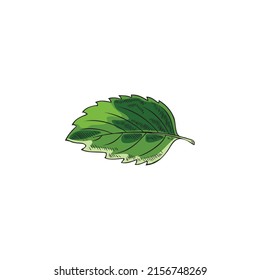 Melissa or peppermint fresh green single leaf hand drawn sketch vector illustration isolated on white background. Melissa or spearmint, lemon balm herb.