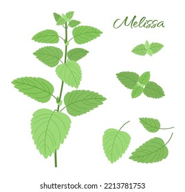 Melissa. Set of twigs and green leaves of the herbaceous aromatic plant lemon balm. Vector illustration isolated on white background.