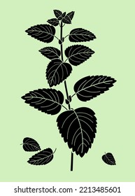 Melissa sprig. Black silhouette of a fragrant herbaceous plant with leaves isolated on a light green background. Vector illustration.