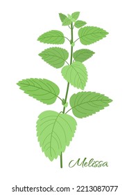 Melissa sprig. Green fragrant herbaceous plant with leaves isolated on white background. For packaging design and other projects.