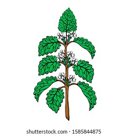 Melissa. Vector illustration. Branch herbaceous and Medicinal plant. Element of natural pharmacy.
Melissa leaves use in medicine, pharmaceutics, cosmetology, cooking, essential oils, aroma product.