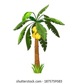 Mellow bananas fruit on palm tree, exotic sweet fruit. Vector botanical and tropical plant raised on island, wild nature, island gift design isolated on white background