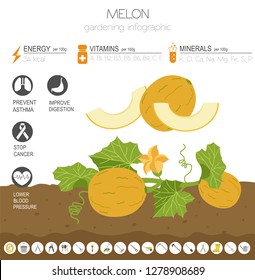 Melon beneficial features graphic template. Gardening, farming infographic, how it grows. Flat style design. Vector illustration