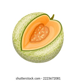 melon cantaloupe cartoon. food fruit, green orange, sweet cut, fresh vegetable, ripe slice, sliced japanese, honey melon cantaloupe vector illustration