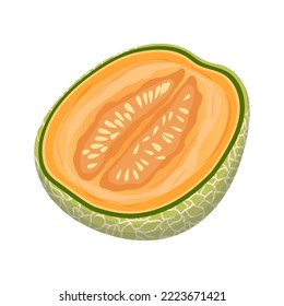 melon cantaloupe cut cartoon. food fruit, green orange, sweet fresh vegetable, ripe slice, sliced japanese, honey melon cantaloupe cut vector illustration