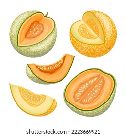 dibujos animados de melón cantaloupe. amarillo verde, naranja dulce, cortado de nuez de miel, rodajo japonés, melón de muskmelon con miel, melón medio fresco cantaloupe, ilustración vectorial