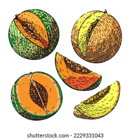 melón cantaloupe set vector dibujado a mano. amarillo verde, naranja dulce, cortado de miel, rodaja japonesa, miel de moskmelón, mitad melón fresco, boceto de frutas cantaloupe. ilustración de color aislado