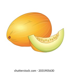 melon in cartoon style isolated on transparent background. vector illustration 