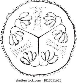Melon cucurbits Cup einer jungen Frucht, Aus dem Wörterbuch von Wort und Dinge, 1888.