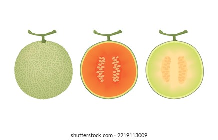 melon cut slice vector illustration