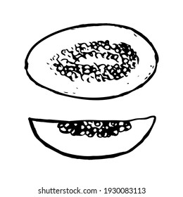 Dibujo de un doodle de melón aislado en un fondo blanco. Ilustración de esbozo del vector. Lado interior
