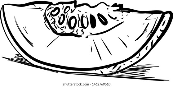 Melon drawing. illustration, vector on white background.