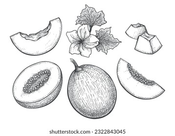 Melon engraving illustration. Honeydew cantaloupe vintage vector drawing, sweet round melons whole half slice flower hand drawn elements
