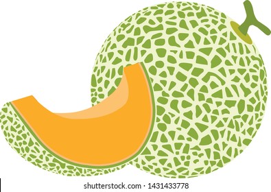 a melon fruit - green vector