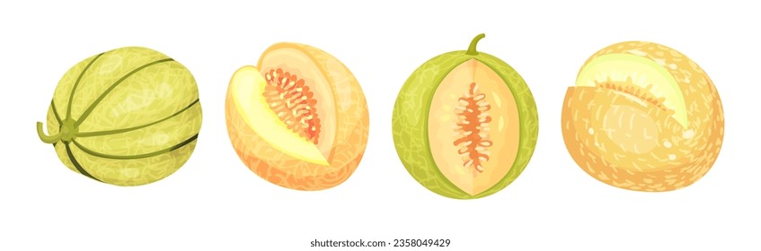 Melon Fruit with Juicy Flesh and Seeds Inside Vector Set