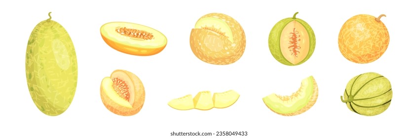 Melon Fruit with Juicy Flesh and Seeds Inside Vector Set