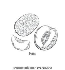 Melon fruit sketch vector illustration. Hand drawn cantaloupe isolated on white background.