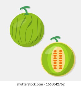 melon fruit vector illustration in flat style