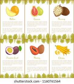 Melon and guava, marang and passion fruit, mamey and citron tropical posters set with exotic fruits and leaves vector illustration with text sample
