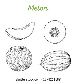 Melon hand drawn vector illustration. Melon slice sketch. Vector illustration. Black and white.