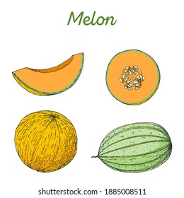 Melon hand drawn vector illustration. Melon slice. Vector illustration.