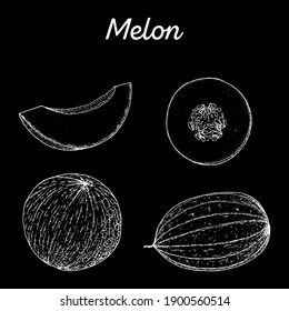 Melon hand drawn vector illustration. Melon slice sketch. Vector illustration. Black and white.