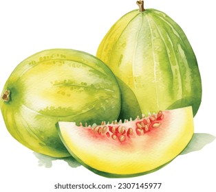 Melon hand drawn watercolor, on a white background. Vector illustration., Watercolor fruit melon isolated on white background.