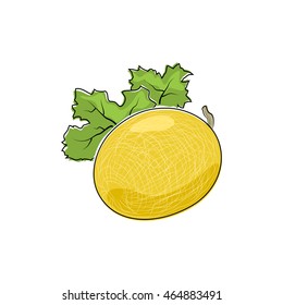Melon Isolated on White Background, Fruit Melon, Vector Illustration 