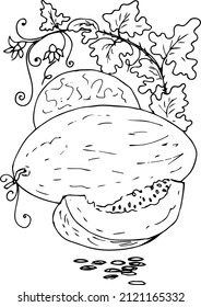 Melon with leaves .Doodles ,vector,black and white illustration,coloring book for adults and children.