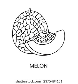 Icono de línea de melón en vector, ilustración de fruto