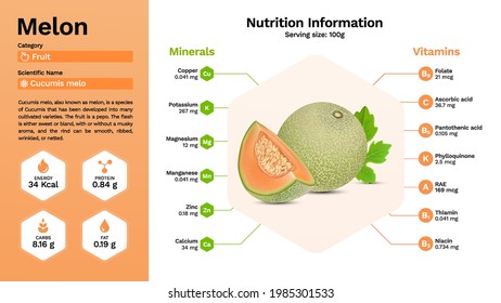 Melon and its nutritional properties- vector illustration 