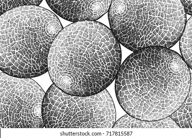 Melon on white background. Seamless pattern. Realistic fruits in the technique of vintage engraving. Black and white. Vector illustration art. Hand drawing. Kitchen design with food.