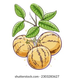 Esbozo de acuarela melón. Dibujo de acuarela de plantas pepinos dulces, frutos de solanum muricatum ramas de agua de color ilustración vectorial sobre blanco