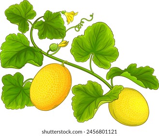 Melon Plant Colored Detailed Illustration