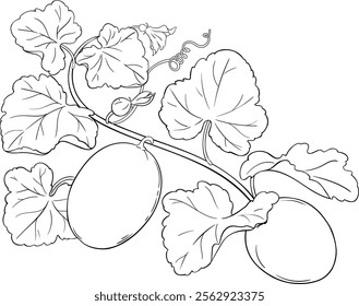 Melon Plant with Fruits Outline Illustration