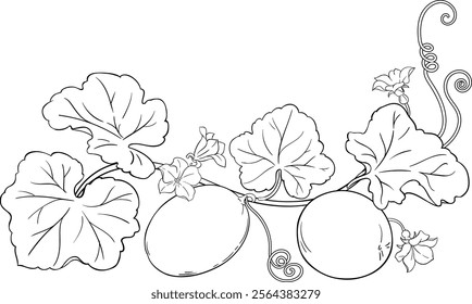 Melon Plant with Fruits Outline Illustration