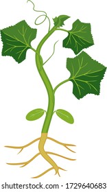 Melon plant with green leaves and root system isolated on white background