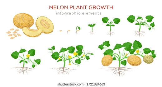 Melon plant growing stages from seeds, seedling, flowering, fruiting to a mature plant with ripe melons - set of botanical illustrations, infographic elements, flat design isolated on white background