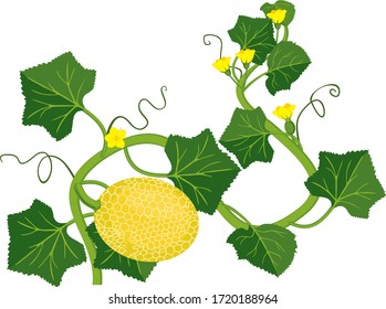 Melon plant with ripe yellow fruit, green leaves and flowers isolated on white background