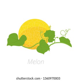 Melon plant. Vector illustration. Cucumis melo. Melon cantaloupe. On white background. Family Cucurbitaceae.