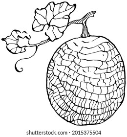 Melon-realistische Vektorgrafik. Dekorative Kollektion im Retro-Stil handgezeichnet Agrarprodukt für Speisekarte, Marktetikett, Logo, Emblem und Küchendesign. Dekoration für Lebensmittelverpackungen.