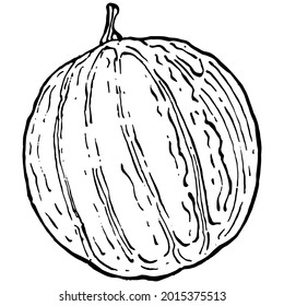 Melon realistic vector sketch. Decorative retro style collection hand drawn farm product for restaurant menu, market label, logo, emblem and  kitchen design. Decoration for food packaging.