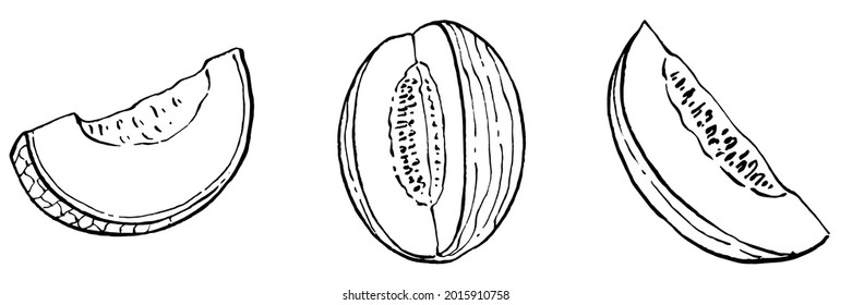 Melon realistic vector sketch. Decorative retro style collection hand drawn farm product for restaurant menu, market label, logo, emblem and  kitchen design. Decoration for food packaging.