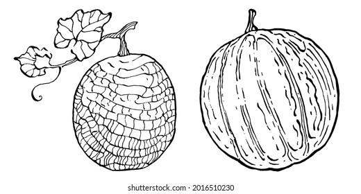 Melon realistic vector sketch. Decorative retro style collection hand drawn farm product for restaurant menu, market label, logo, emblem and  kitchen design. Decoration for food packaging.