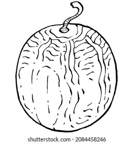 Melon realistic vector sketch. Decorative retro style collection hand drawn farm product for restaurant menu, market label, logo, emblem and  kitchen design. Decoration for food packaging.