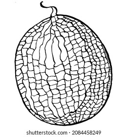 Melon realistic vector sketch. Decorative retro style collection hand drawn farm product for restaurant menu, market label, logo, emblem and  kitchen design. Decoration for food packaging.