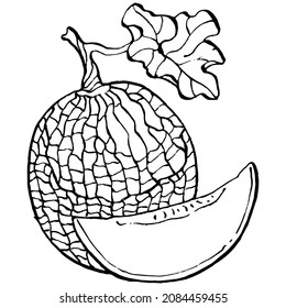 Esbozo vectorial realista de Melón. Colección de estilo retro decorativo producto de granja dibujado a mano para menú de restaurante, etiqueta de mercado, logo, emblema y diseño de cocina. Decoración para los empaques.